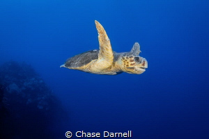"Old Wise Man"
A large Loggerhead Turtle cruising the No... by Chase Darnell 